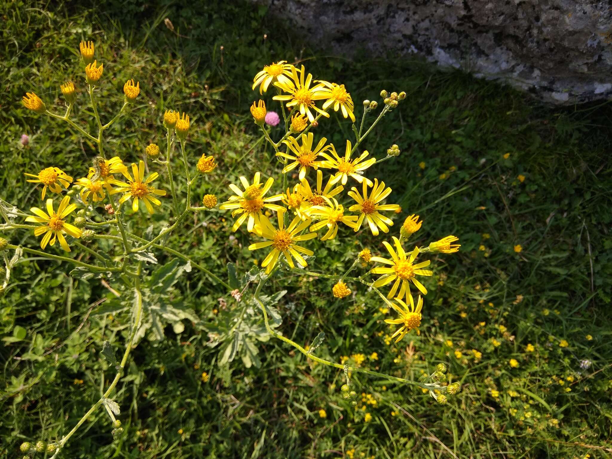 Jacobaea grandidentata (Ledeb.) Vasjukov的圖片