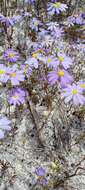 Image of Brachyscome iberidifolia Benth.