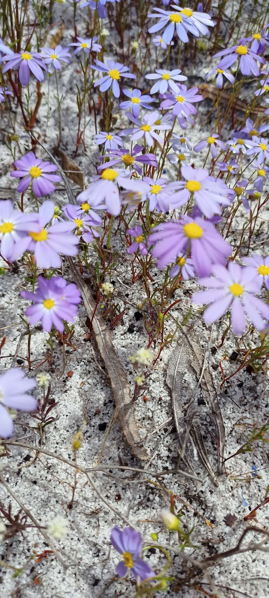 Image of Swan River Daisy