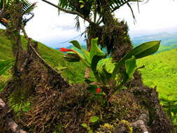 Maxillaria coccinea (Jacq.) L. O. Williams resmi