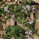 Image of Valeriana daghestanica Rupr. ex Boiss.