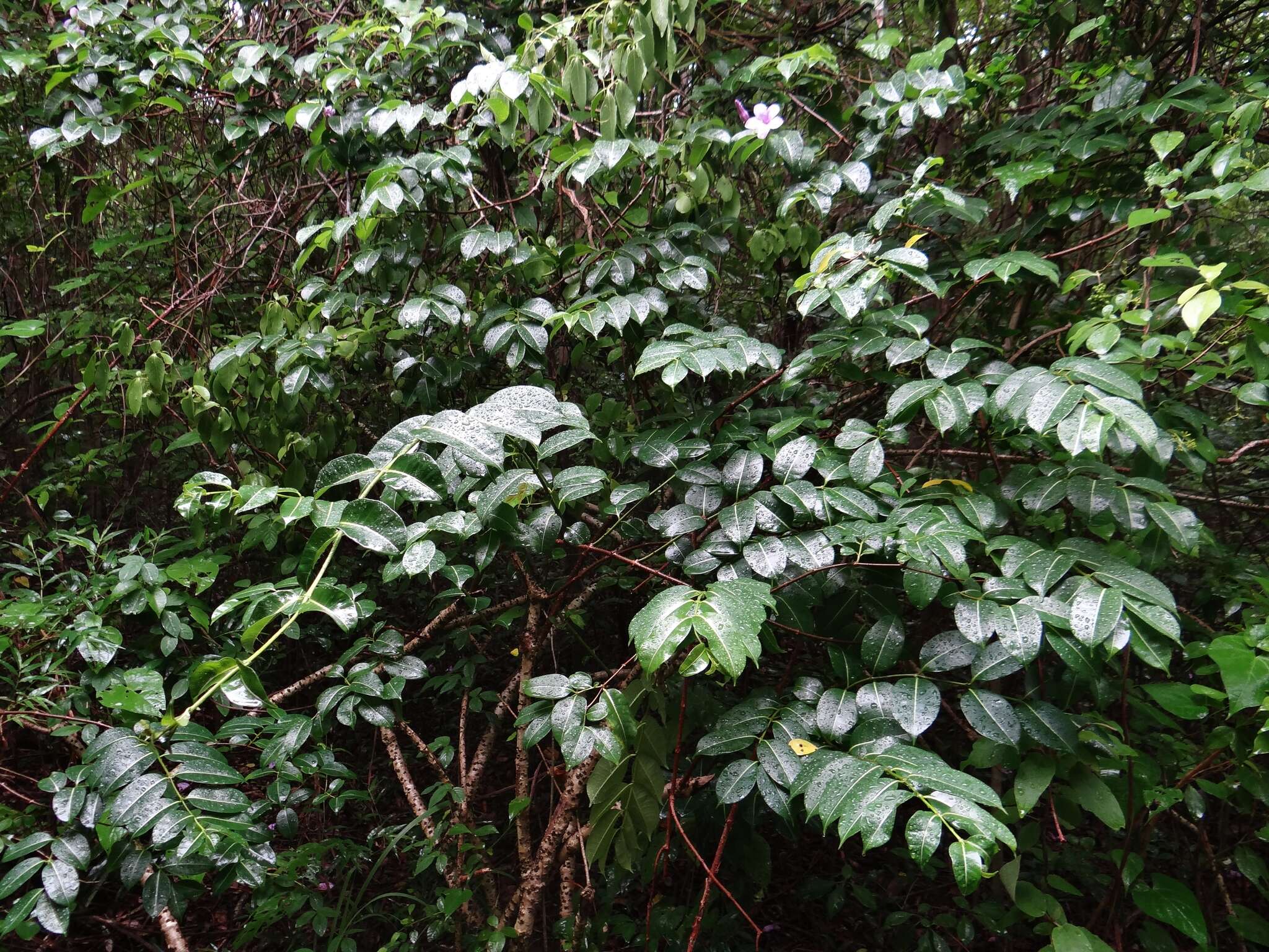 Cryptostegia madagascariensis Boj. resmi