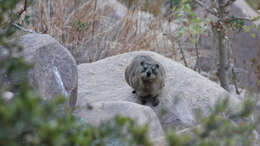 Слика од Heterohyrax brucei granti (Wroughton 1910)