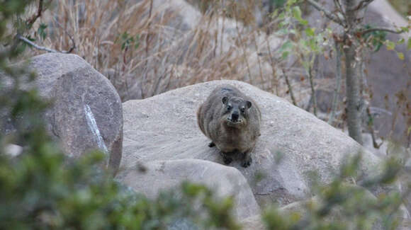 Image of Heterohyrax brucei granti (Wroughton 1910)