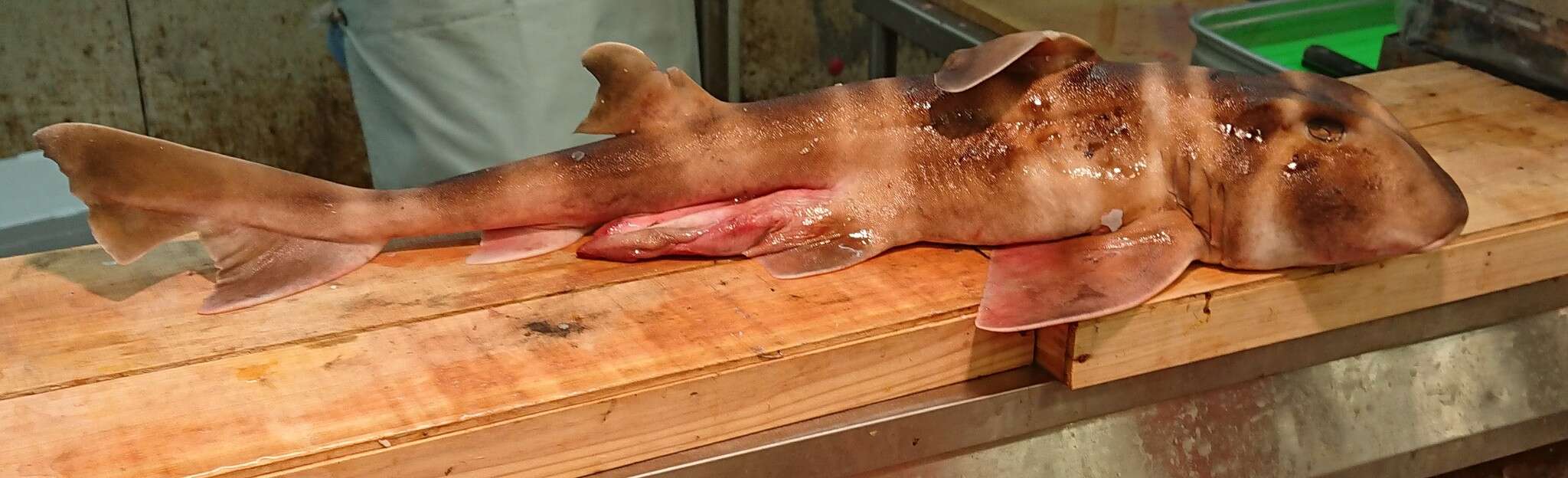 Image of Japanese Bullhead Shark