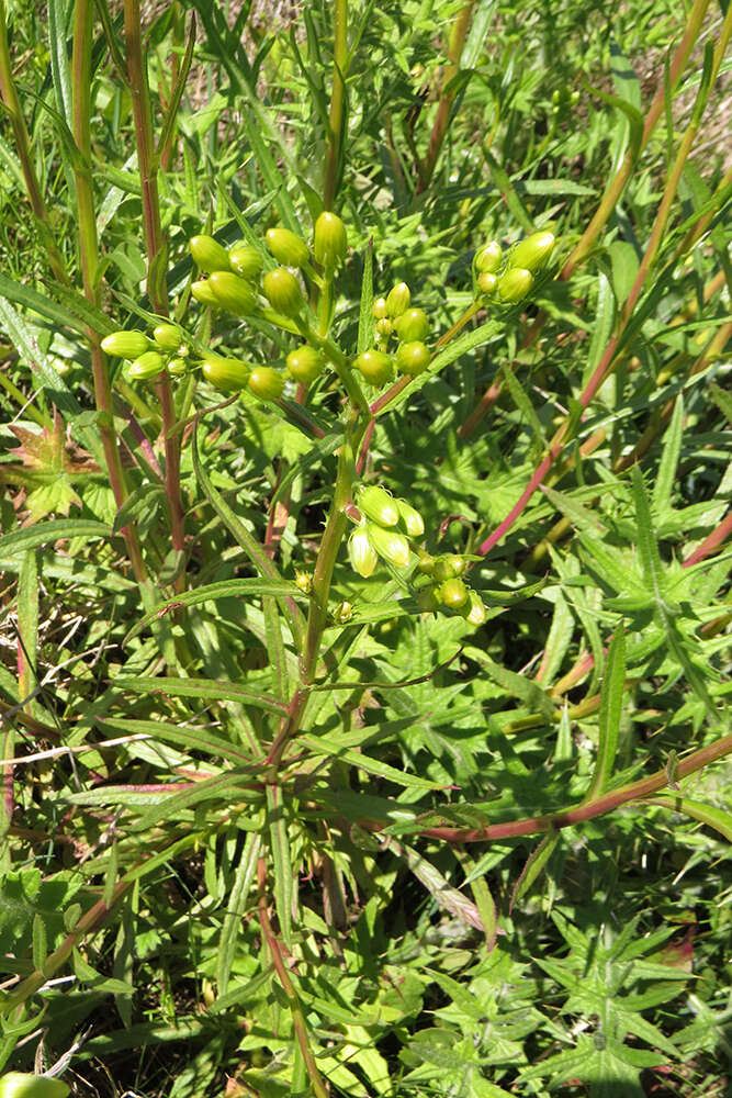 Image of Senecio tweediei Hook. & Arn.