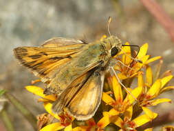 Image de Hylephila signata Blanchard 1852