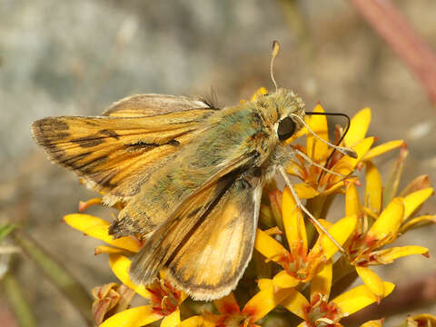 Image de Hylephila signata Blanchard 1852