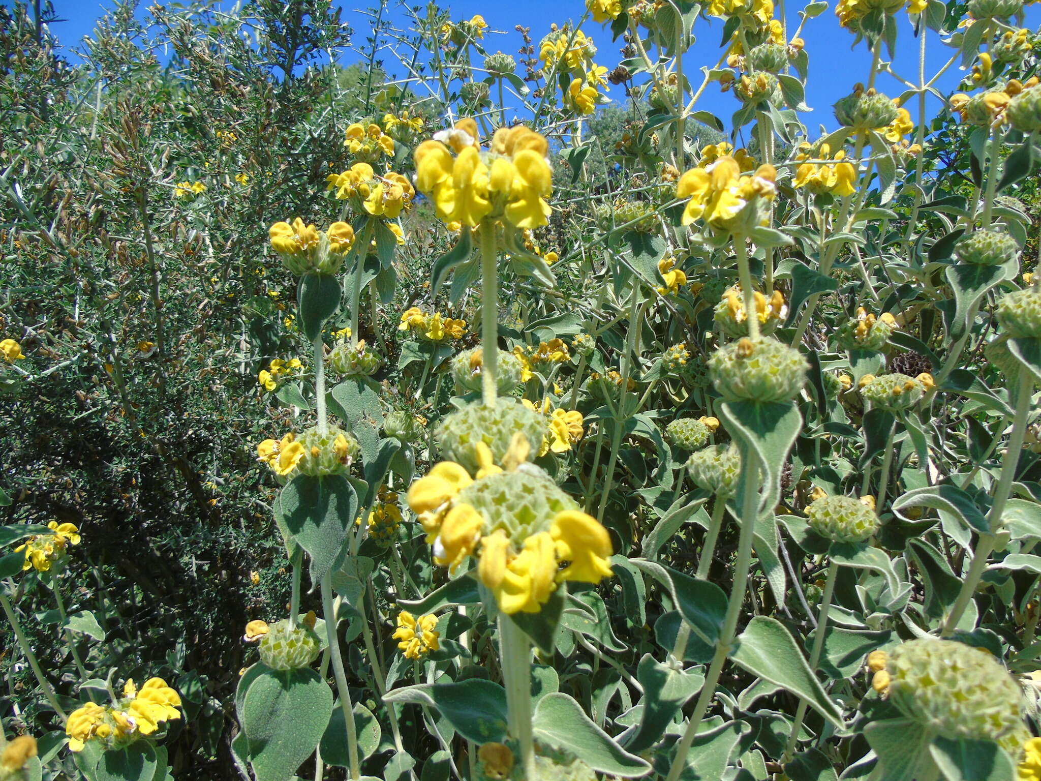 Image of shrubby Jerusalem sage