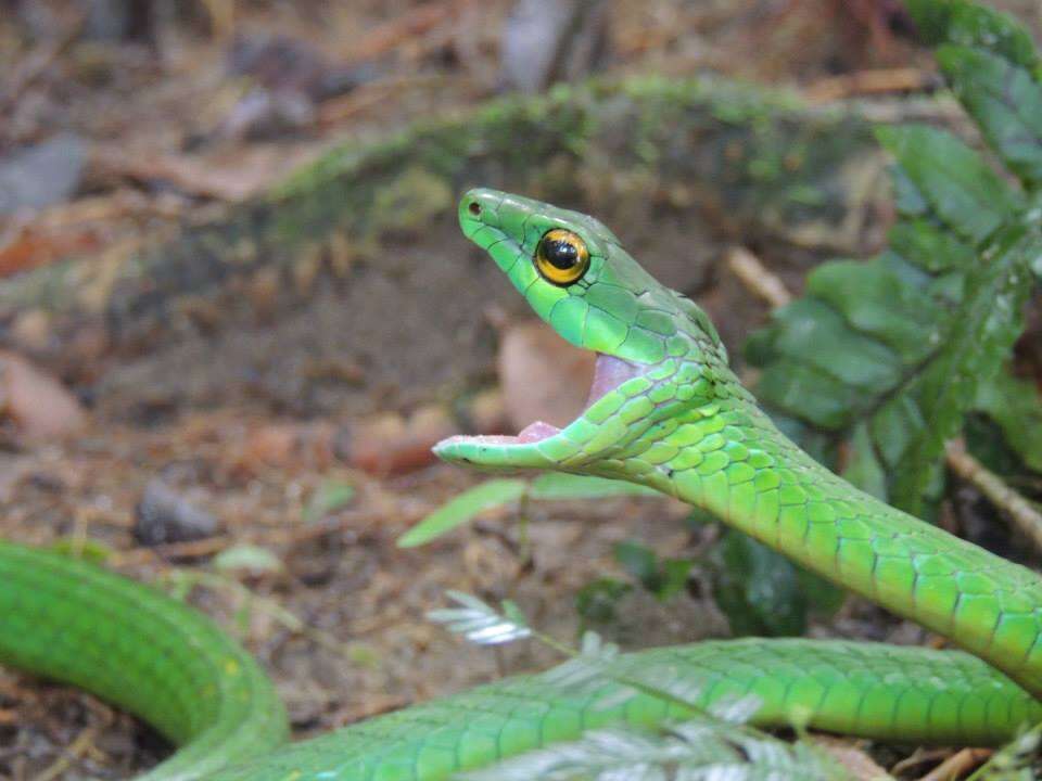 Image of Green Parrot Snake