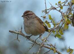 Image of Stripe-capped Sparrow