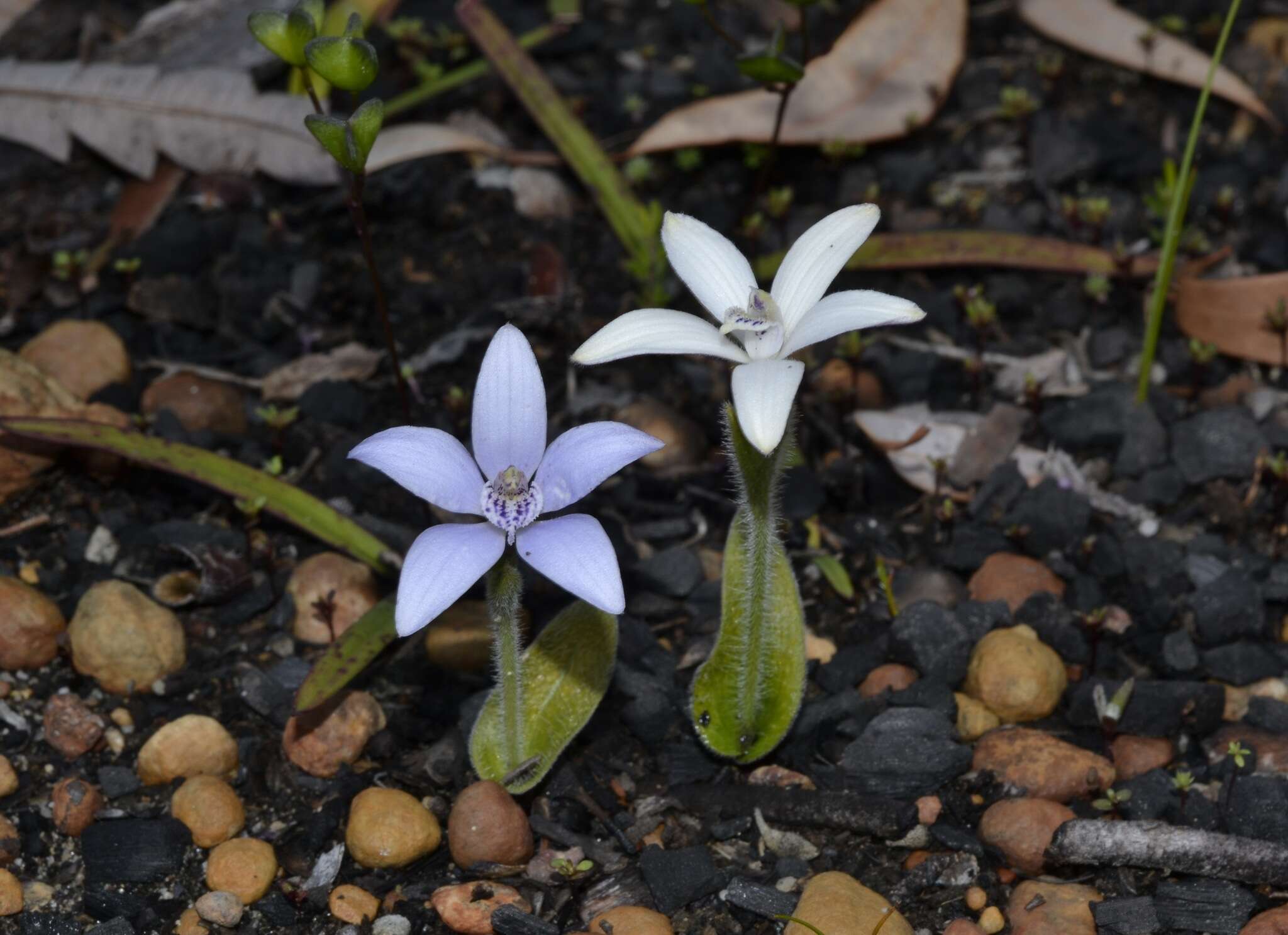 Image of Caladenia ixioides Lindl.