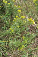 Plancia ëd Euthamia leptocephala (Torr. & A. Gray) Greene