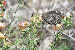 Imagem de Dira clytus eurina Quickelberge 1978