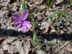 Sivun Phlox pilosa subsp. ozarkana (Wherry) Wherry kuva