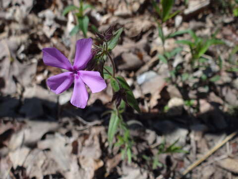 Imagem de Phlox pilosa subsp. ozarkana (Wherry) Wherry