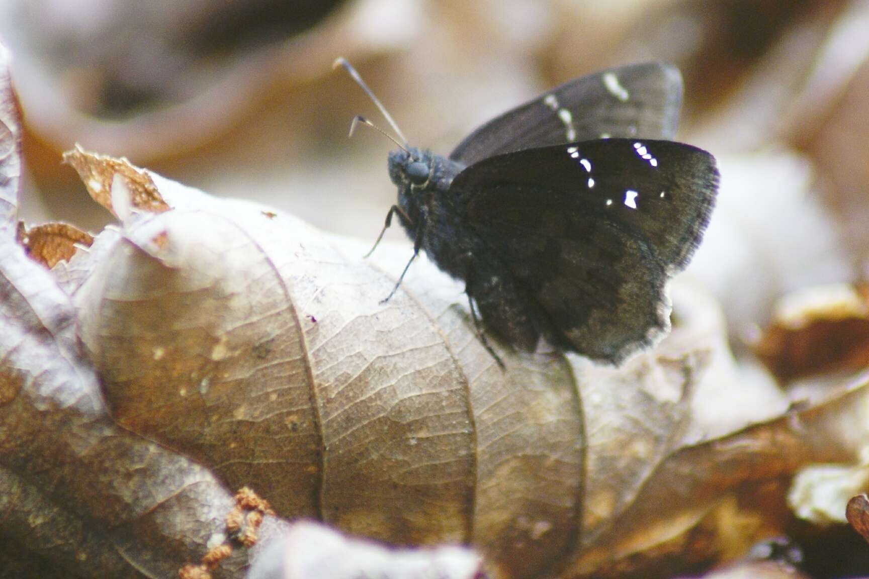 Image of Northern Cloudywing