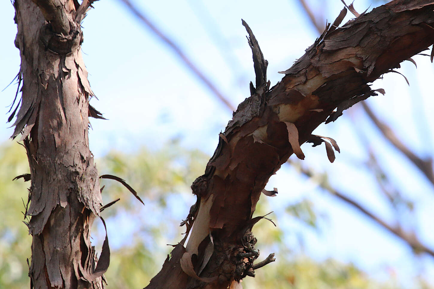 Angophora woodsiana F. M. Bailey的圖片