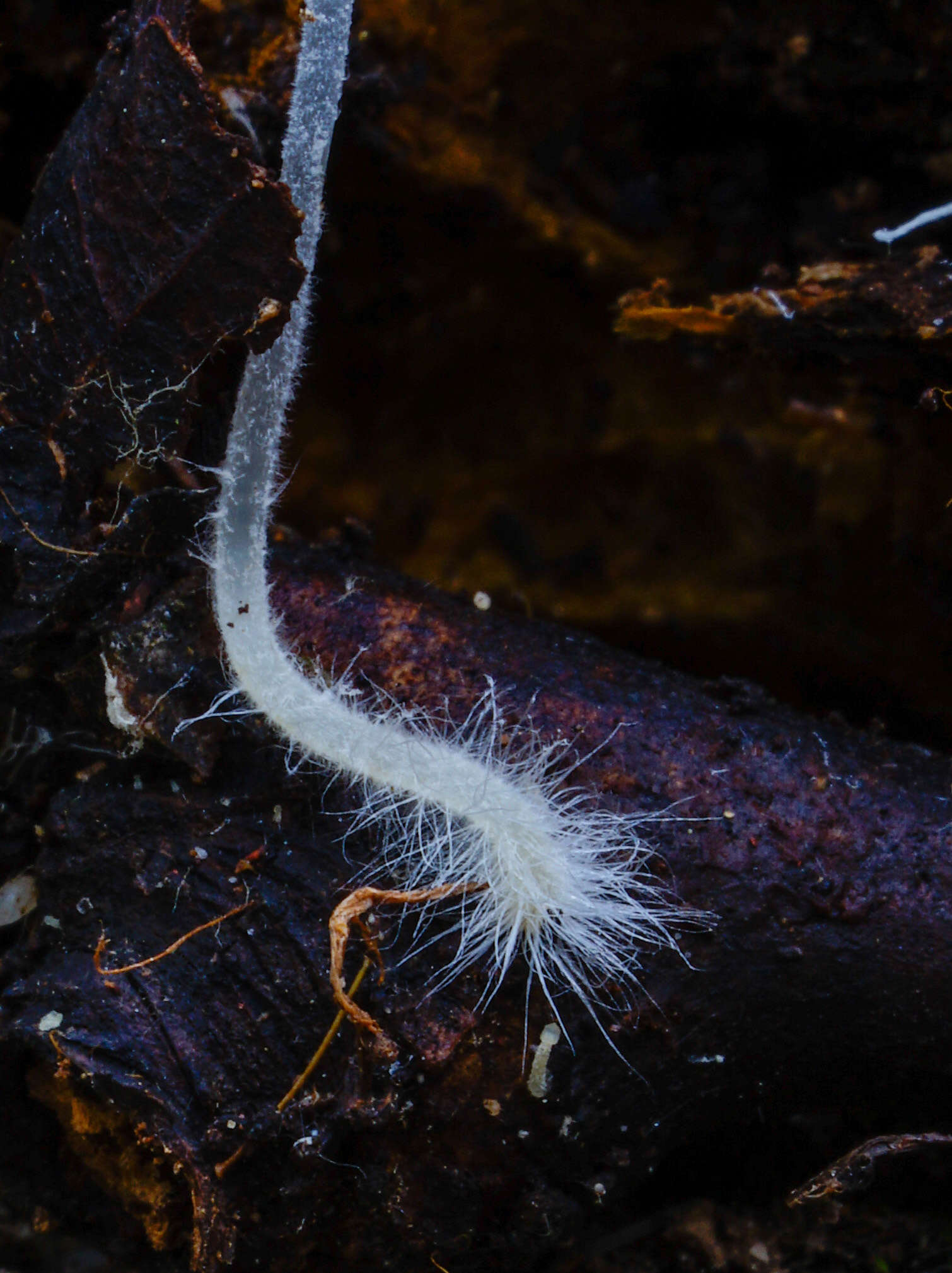 Image of Phloeomana hiemalis (Osbeck) Redhead 2016