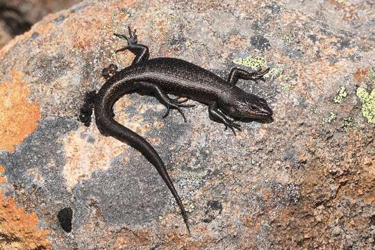 Image of Alpine Cool-skink