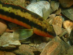 Image of Tangerine Darter