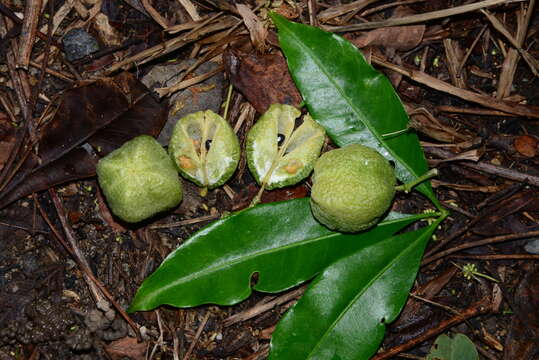 Image of Melicope rubra (Lauterb. & K. Schum.) T. G. Hartley