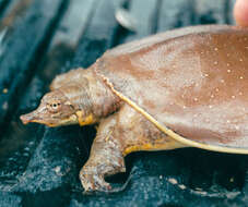 Слика од Apalone spinifera guadalupensis (Webb 1962)