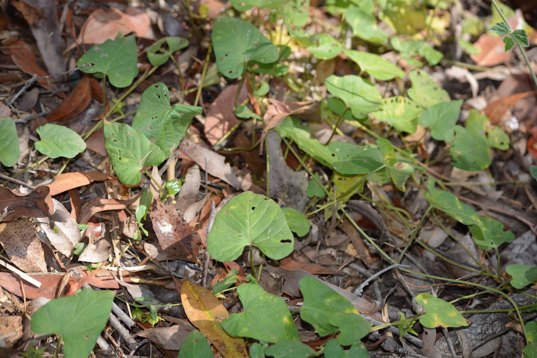 Image of Ipomoea biflora subsp. biflora