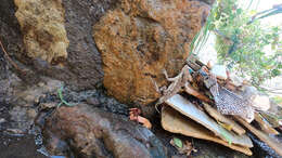 Image of Anguilla Bank Anole