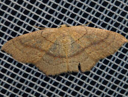 Cyclophora linearia Hübner 1798 resmi