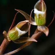 Image of Heart-leaf Beak Goodyera