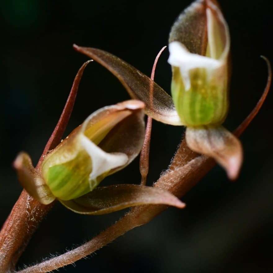 Image of Heart-leaf Beak Goodyera