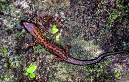 Image of Pajapan Tropical Night Lizard
