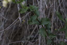 Image of Baccharis racemosa (Ruiz & Pav.) DC.