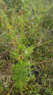 Tagetes subulata Cerv. resmi