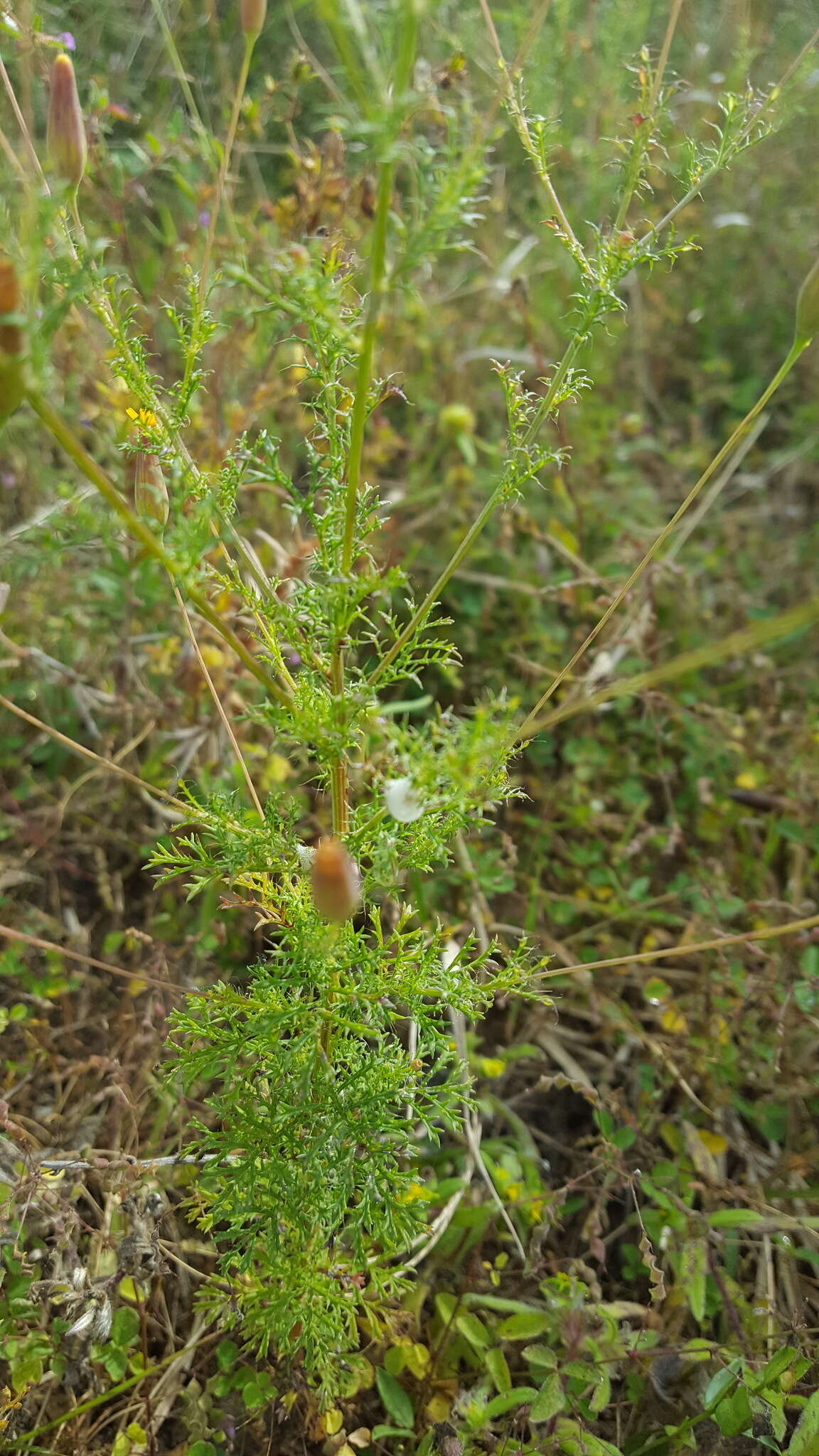 Image of Tagetes subulata Cerv.