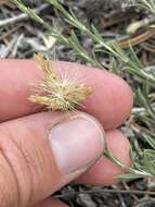 Image of longflower rabbitbrush