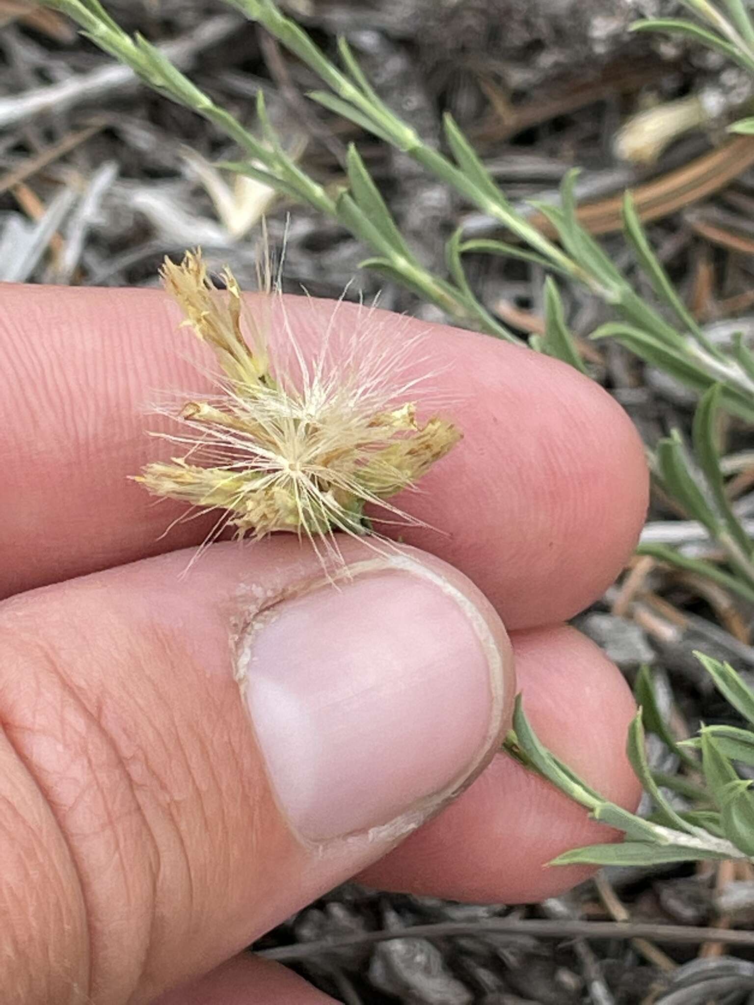 Imagem de Chrysothamnus depressus Nutt.