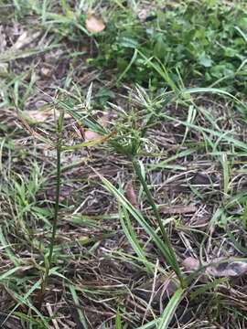 Image of Roadside Flat Sedge