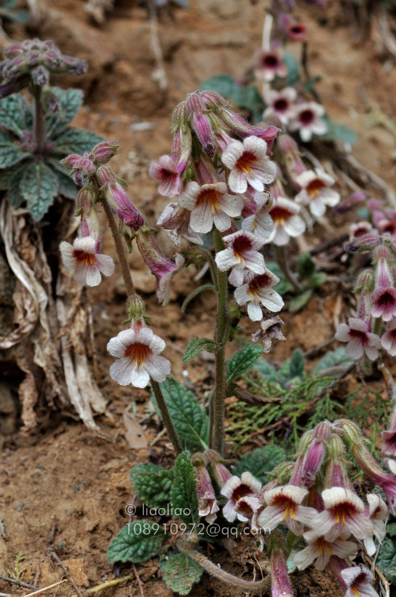 Image of Chinese Foxglove