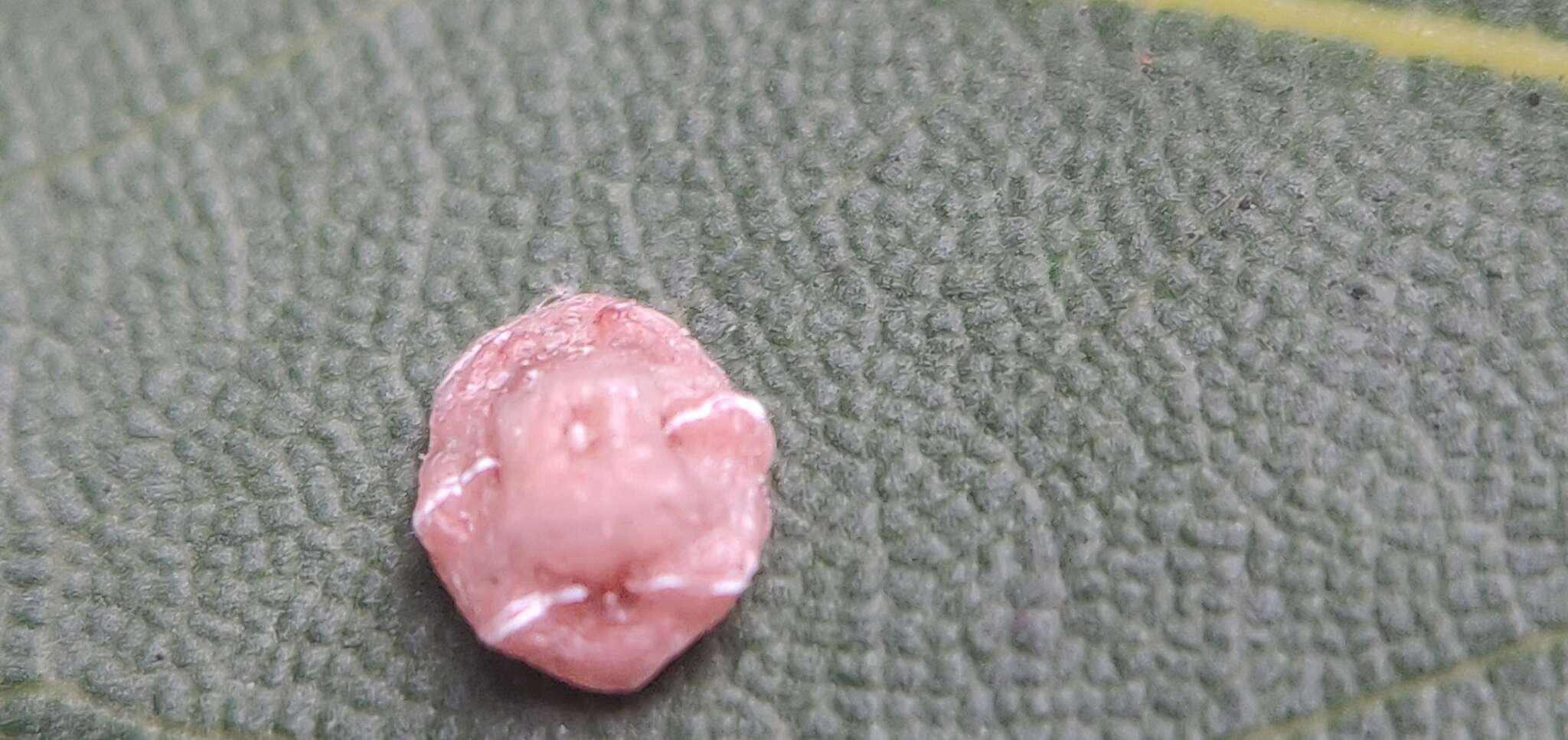 Image of Pink wax scale