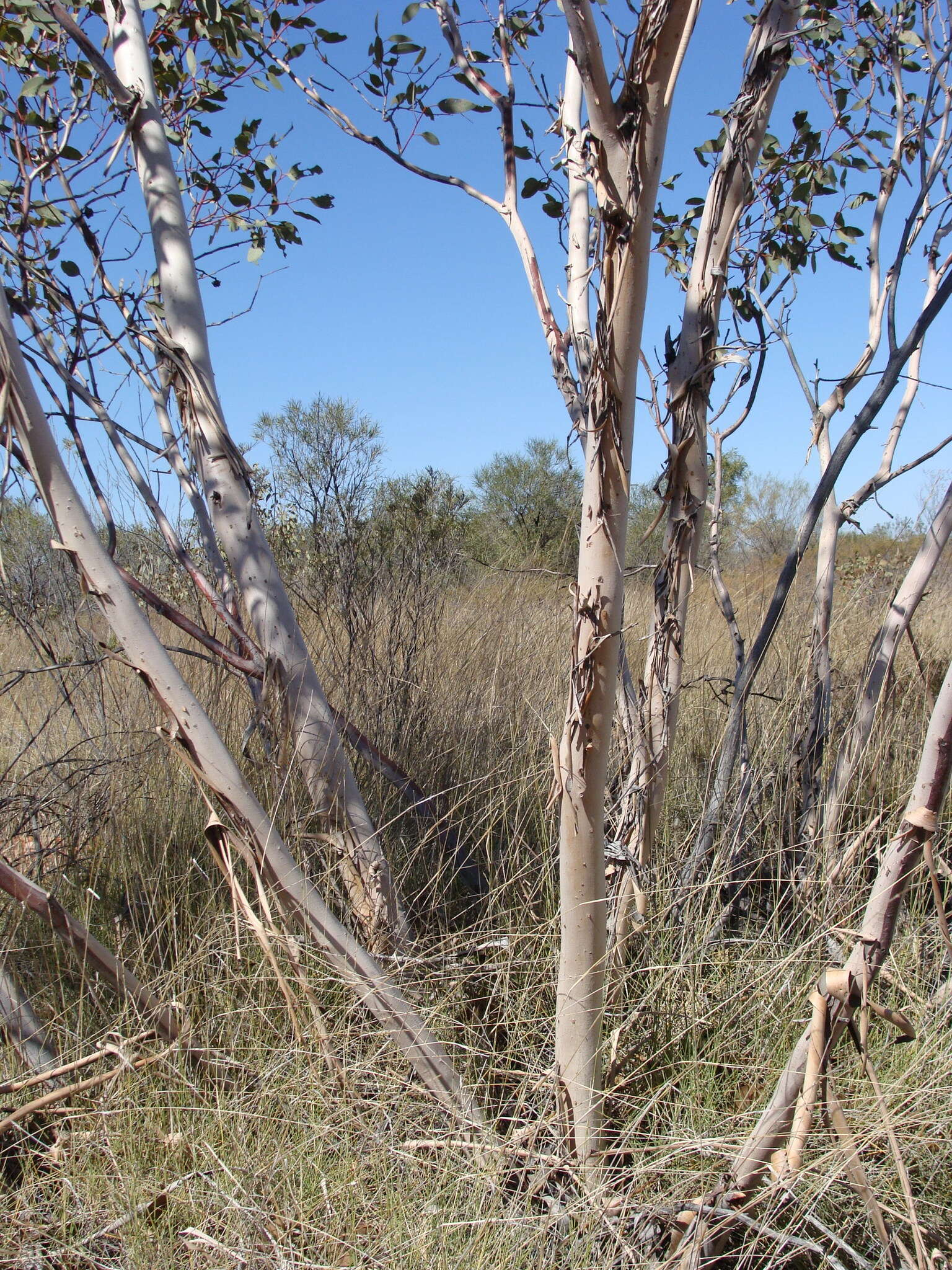 Image of Eucalyptus pachyphylla F. Müll.