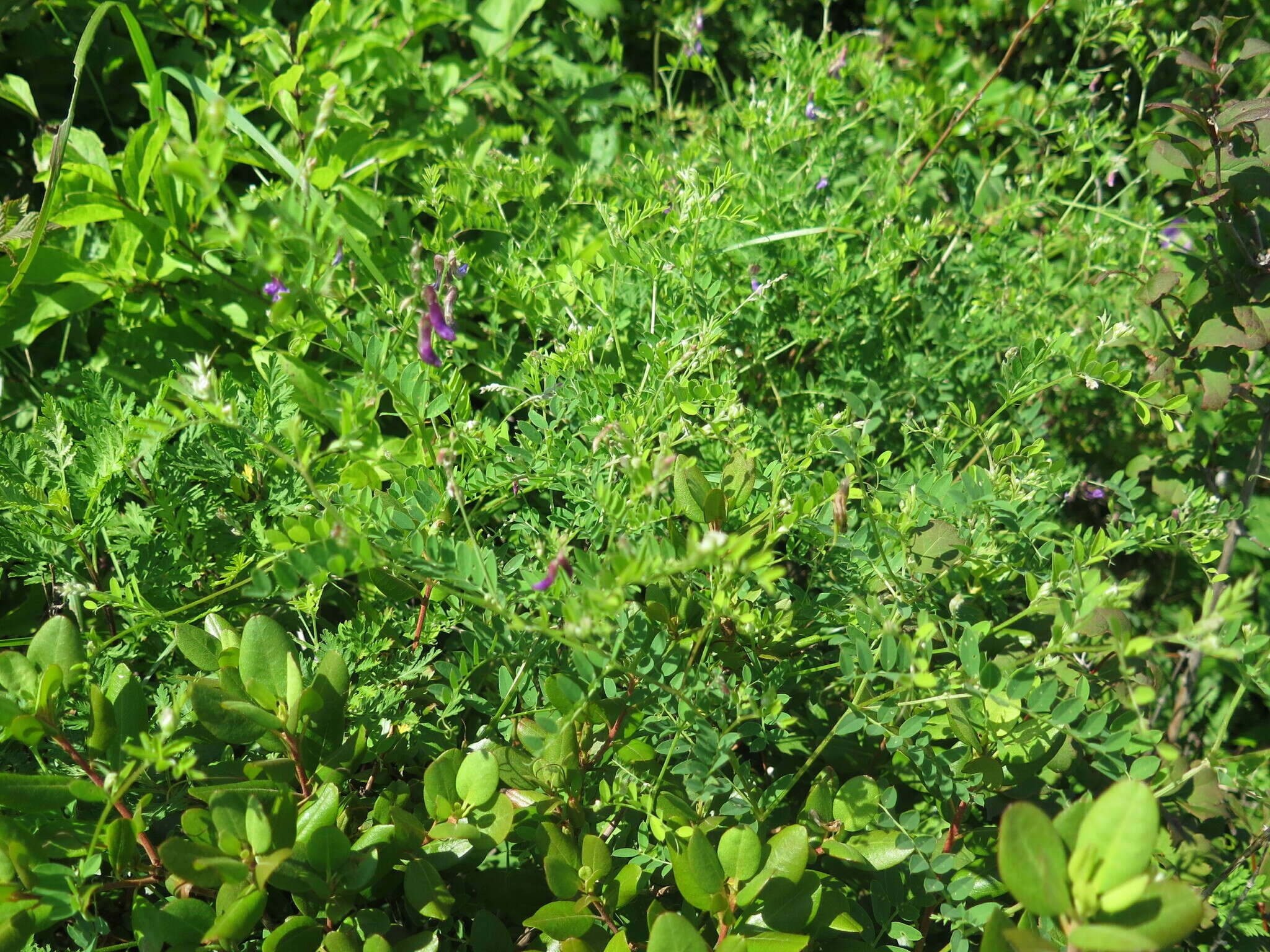 Image of Vicia japonica A. Gray