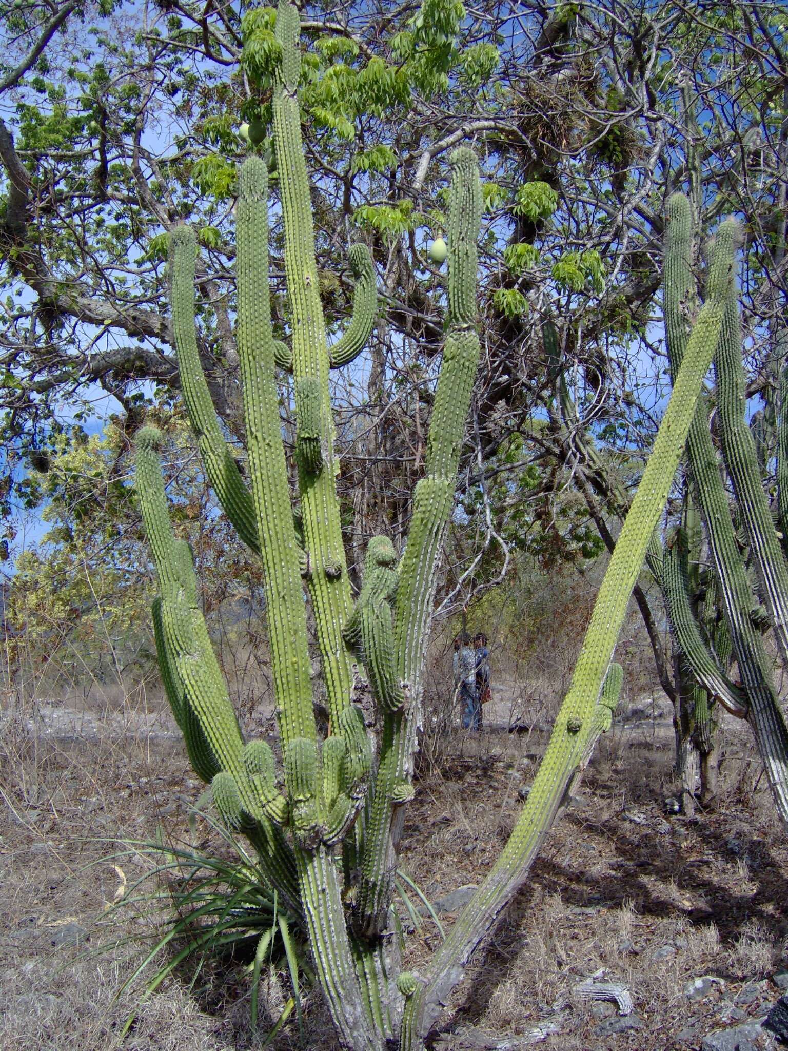 Neobuxbaumia scoparia (Polseg.) Backeb.的圖片