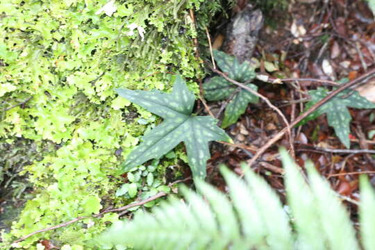 Knowltonia hepaticifolia (Hook. fil.) Christenh. & Byng的圖片