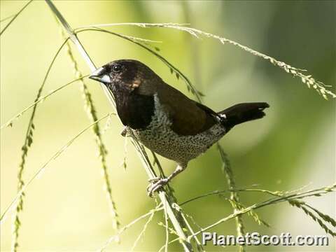 Image of Black-faced Munia