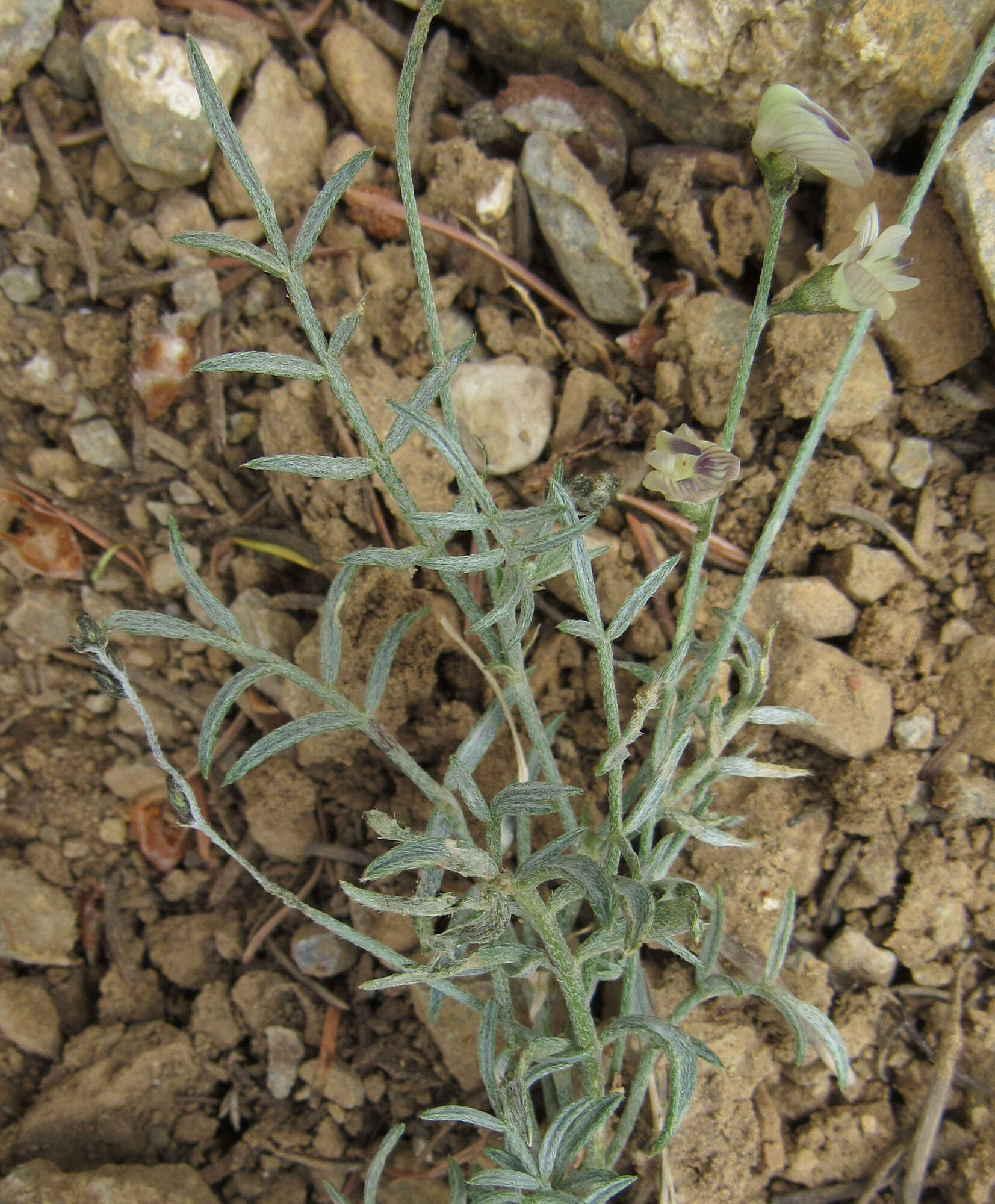 Image of Yellowstone milkvetch