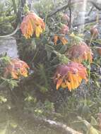 Image of Mountain dahlia