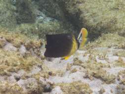 Image of Blackburn's Butterflyfish