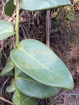 Image of Griselinia scandens (Ruiz & Pav.) Taub.